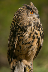 Eurasian Owl