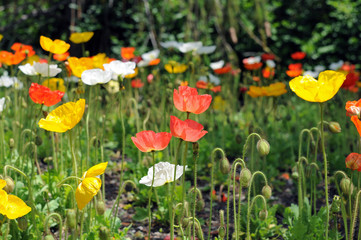 poppy flowers