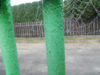 Net of spider