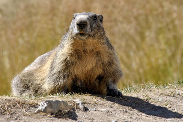 Marmot in the grass in Maritime Alps Park