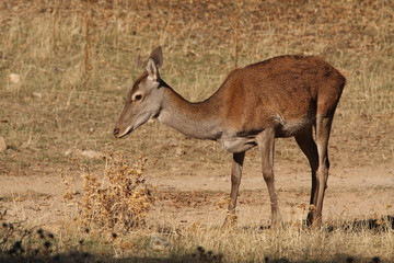 Naklejka na ściany i meble Red Deer female, Iberian peninsula.