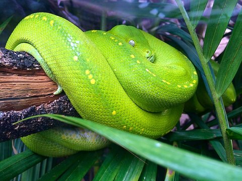 Snake