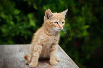 Close-up of a beautiful cat