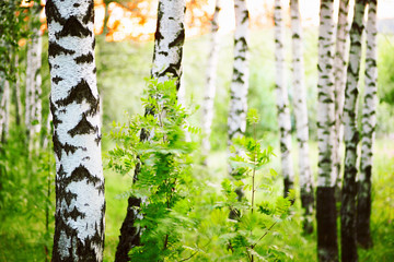 summer in birch forest