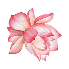 Flower clip art, the pink flower