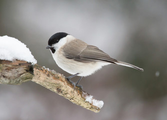 Marsh tit