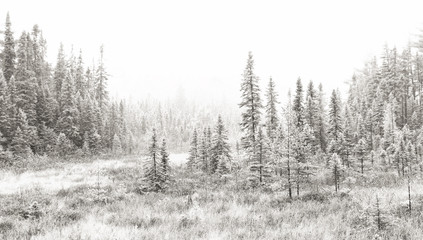 Fototapeta na wymiar Icy landscape in Algonquin Park, Canada