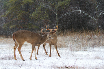 White-tailed deer buck preparing to fight each other on a winter day in Canada