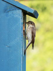 European pied flycatcher