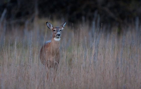 Fototapeta White-tailed deer walking through an autumn meadow in Ottawa, Canada