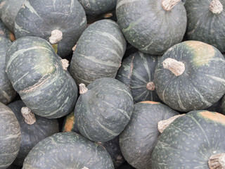 Harvest: Heap of Japanese Green Hokkaido, Cucurbita maxima