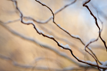 peach tree in winter