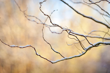peach tree in winter