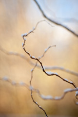 peach tree in winter