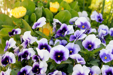 colorful pansy