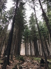 mountain pine forest landscape