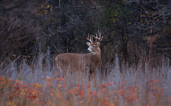 Fototapeta White-tailed deer buck walking through an autumn meadow in the early morning rut in Canada