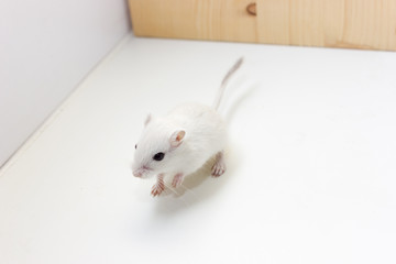 Gerbil - cute pet