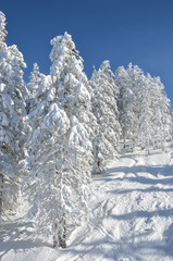 Beautiful view of the snow-covered spruce and mountains in winter