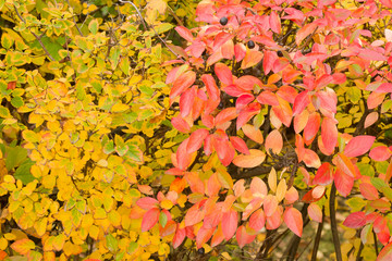 Colorful background of colourful autumn leaves, autumn concept