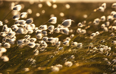 Arctic Cotton (Eriophorum callitrix); Alaska, United States of America