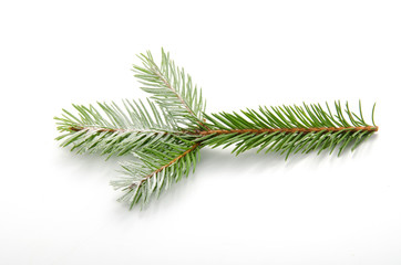 Pine branch isolated on white background. Top view.
