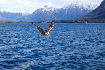 Fototapeta na wymiar seagull flying over Lake Nahuel Huapi, Patagonia