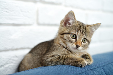 Naklejka premium Cute little kitten