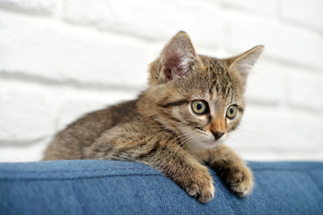 Cute little kitten