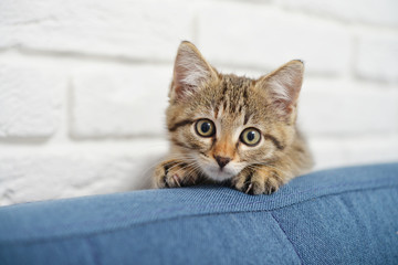 Naklejka na ściany i meble Cute little kitten
