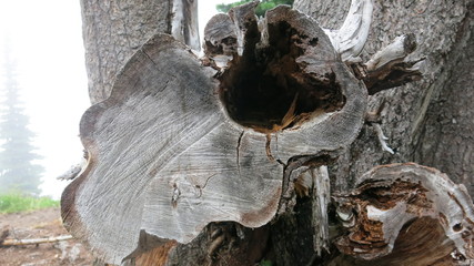 Hollow Log