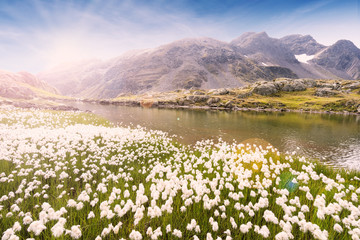 Fototapeta na wymiar Bergblumen auf einer Alpenwiese in der Schweiz mit Bergsee und Bergkulisse an einem sonnigen Tag