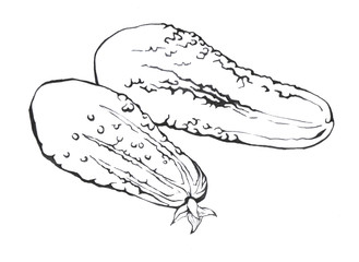 Cucumbers. Hand drawn Black and white illustration vegetable on white background.