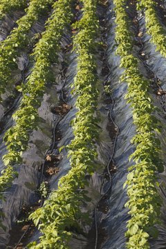 Plasticulture Tunnels With Growing Crops Near Torrox, Malaga Province, Spain