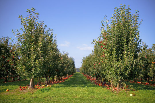 Apple Orchard, Everson, Washington, Usa