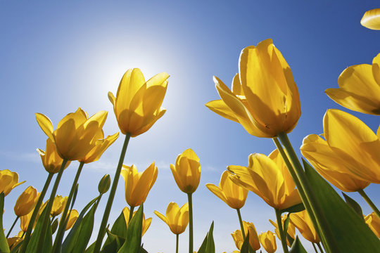 Yellow Tulips Against A Blue Sky At Wooden Shoe Tulip Farm, Woodburn, Oregon, United States of America