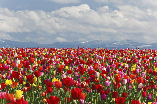 Variety Of Colored Tulips Growing In A Field With The Mountains In The Background At Wooden Shoe Tulip Farm, Woodburn, Oregon, United States of America