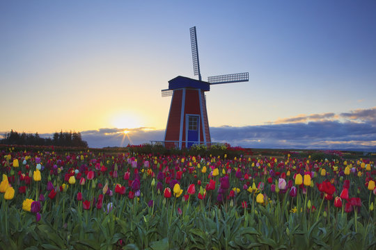 Sunrise Over A Tulip Field And A Windmill At Wooden Shoe Tulip Farm, Woodburn, Oregon, United States of America
