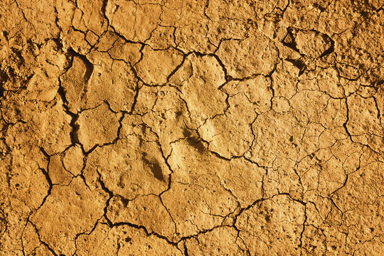 Cracked earth during a drought
