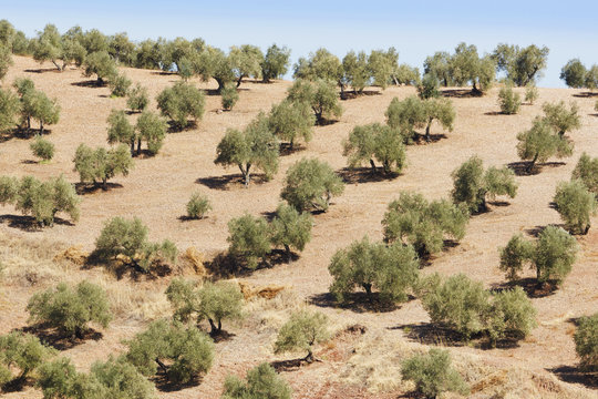 Olive Trees, Montoro, Cordoba Province, Andalusia, Spain