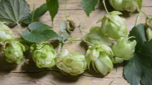 Humulus lupulus L&uacute;pulo Солод Sł&oacute;d Luppolo Piwo Saaz Hop Echter Hopfen Cebada Hmelj malteada Хмель обыкновенный Chmiel Bere zwyczajny Beer Hamei Birra Пиво Cerveza Bire Bier साधारण राज़क כשותנית