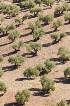 Olive Trees, Montoro, Cordoba Province, Andalusia, Spain