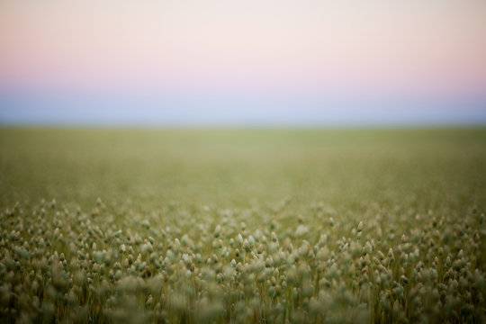 Selective Focus Of Plants In Field Of Canary Seed, Saskatchewan, Canada