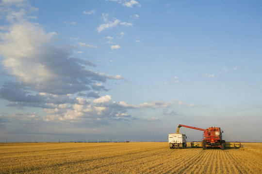 Lentils Unloading From Combine To Grain Truck, Saskatchewan, Canada