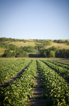 Rows Of Cucumbers, Lumsden, Saskatchewan, Canada