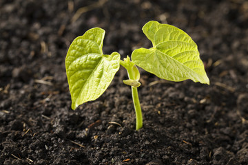 Close up of a bean plant seedling at the two leaf stage,Calgary alberta canada