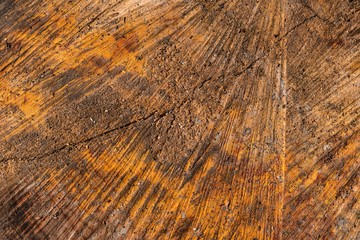 Fototapeta premium Gefällter Baum Muster