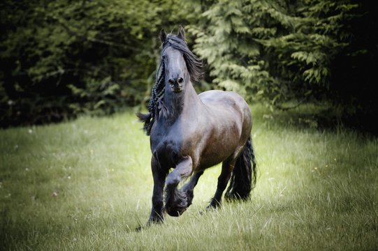 A horse running in a field