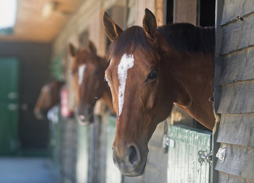 Horses in their stalls,Mijas costa malaga costa del sol andalusia spain