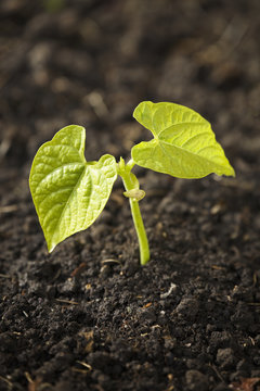 Close up of a bean plant seedling at the two leaf stage,Calgary alberta canada